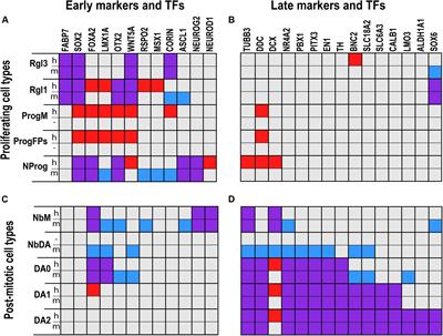 Midbrain Dopaminergic Neuron Development at the Single Cell Level: In vivo and in Stem Cells